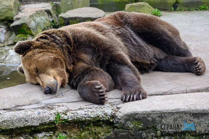 Медведицы Арти, Эшли и Ханни теперь уже вряд ли выйдут до весны, а Фима будет ненадолго показывать нос. | Фото: Александр Мелехов