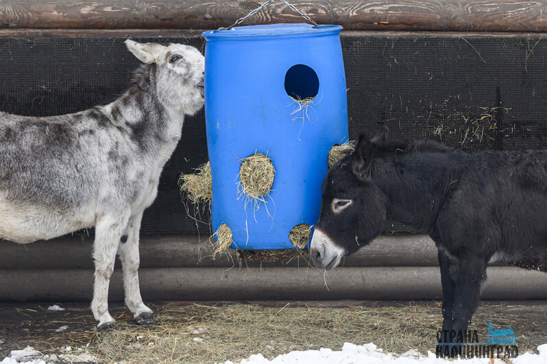 Зима в зоопарке: медведи уснули, слон и жираф снова выходят к публике, а горожан зовут на новогоднюю акцию (фото)