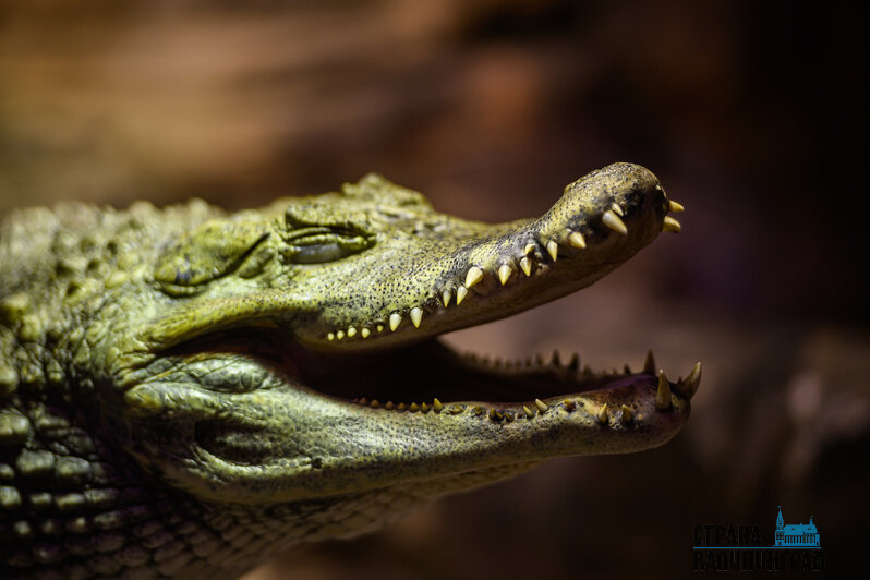 Зима в зоопарке: медведи уснули, слон и жираф снова выходят к публике, а горожан зовут на новогоднюю акцию (фото)
