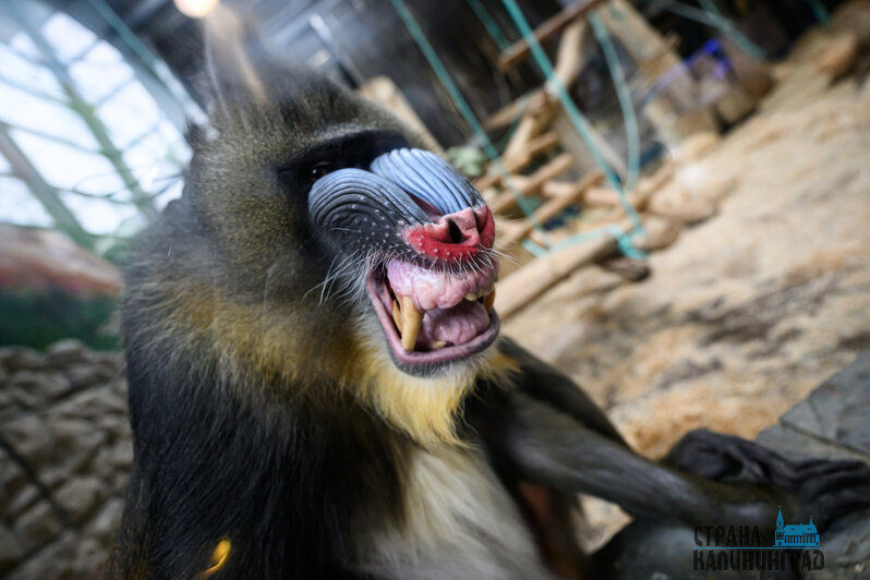 Зима в зоопарке: медведи уснули, слон и жираф снова выходят к публике, а горожан зовут на новогоднюю акцию (фото)