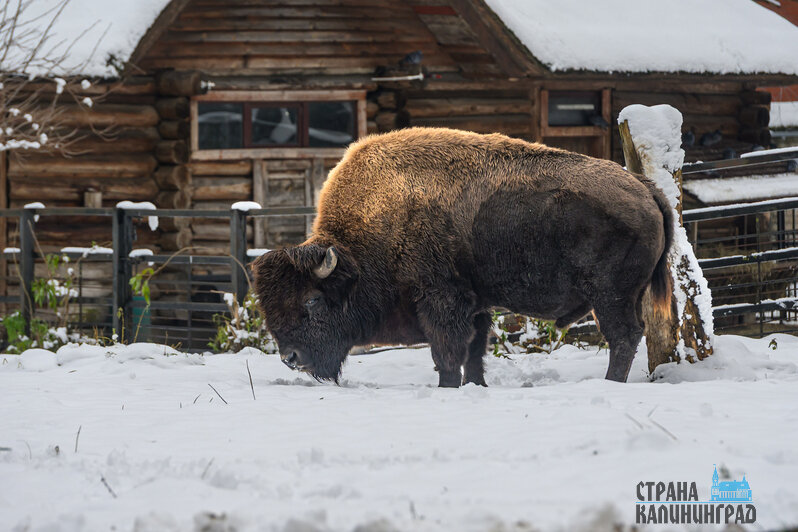 Зима в зоопарке: медведи уснули, слон и жираф снова выходят к публике, а горожан зовут на новогоднюю акцию (фото)