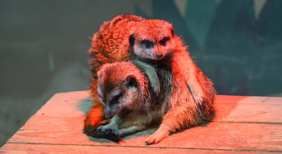 Зима в зоопарке: медведи уснули, слон и жираф снова выходят к публике, а горожан зовут на новогоднюю акцию (фото)
