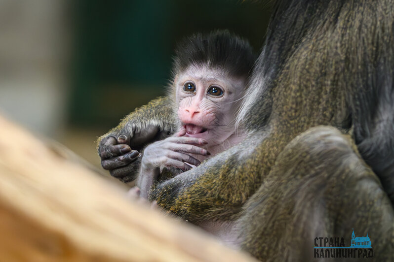 Зима в зоопарке: медведи уснули, слон и жираф снова выходят к публике, а горожан зовут на новогоднюю акцию (фото)