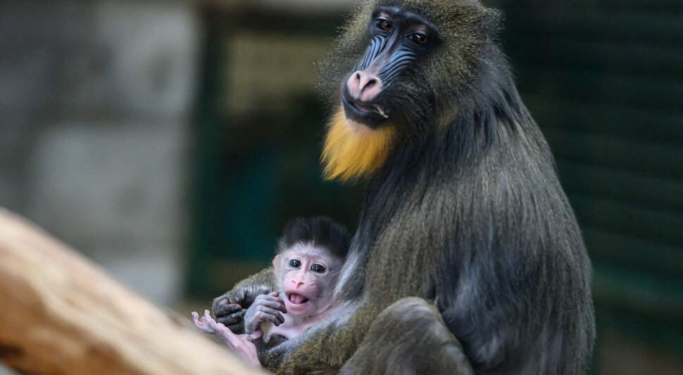 Зима в зоопарке: медведи уснули, слон и жираф снова выходят к публике, а горожан зовут на новогоднюю акцию (фото)