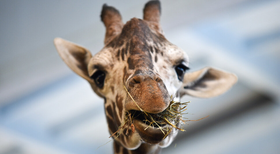 Зима в зоопарке: медведи уснули, слон и жираф снова выходят к публике, а горожан зовут на новогоднюю акцию (фото)