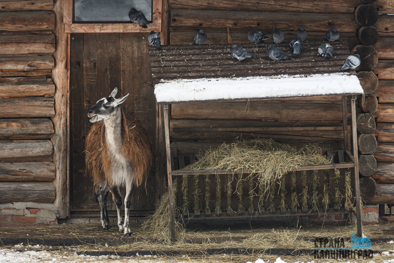 Зима в зоопарке: медведи уснули, слон и жираф снова выходят к публике, а горожан зовут на новогоднюю акцию (фото)