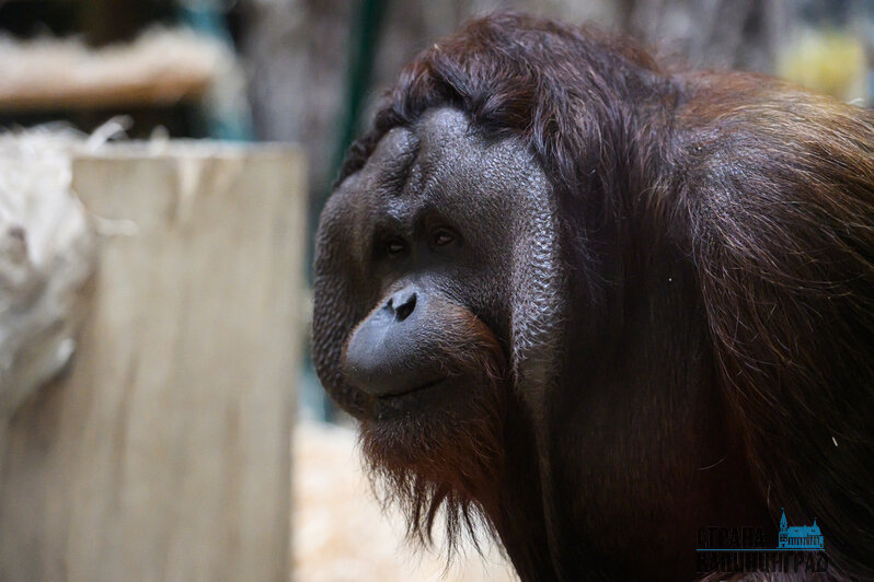 Зима в зоопарке: медведи уснули, слон и жираф снова выходят к публике, а горожан зовут на новогоднюю акцию (фото)