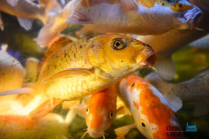 Зима в зоопарке: медведи уснули, слон и жираф снова выходят к публике, а горожан зовут на новогоднюю акцию (фото)