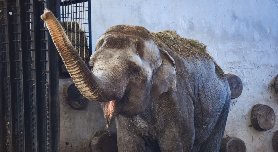 Зима в зоопарке: медведи уснули, слон и жираф снова выходят к публике, а горожан зовут на новогоднюю акцию (фото)