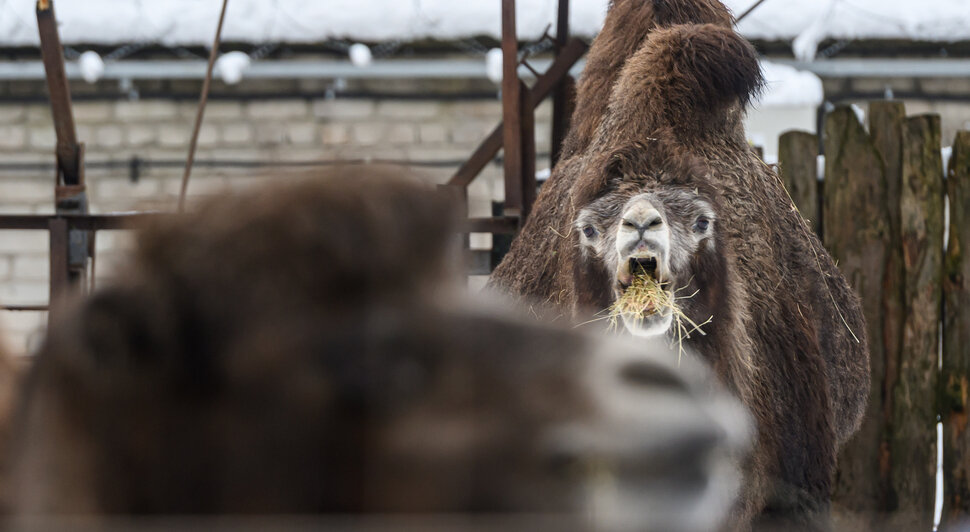Зима в зоопарке: медведи уснули, слон и жираф снова выходят к публике, а горожан зовут на новогоднюю акцию (фото)
