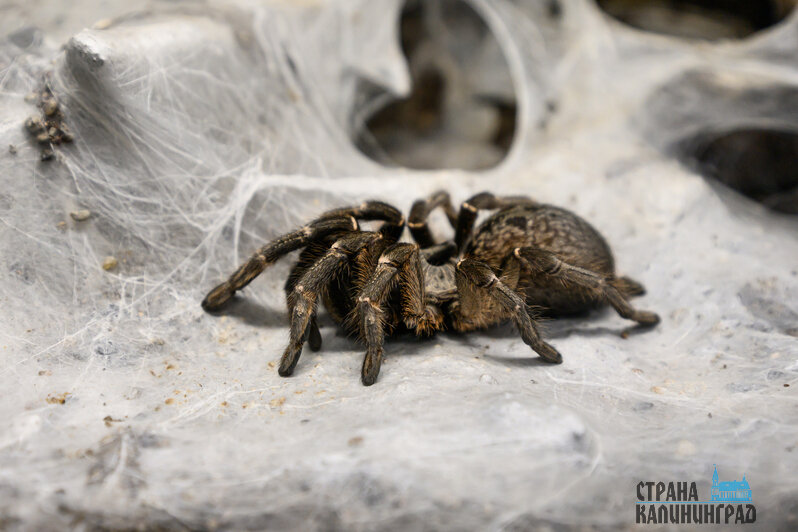 Зима в зоопарке: медведи уснули, слон и жираф снова выходят к публике, а горожан зовут на новогоднюю акцию (фото)