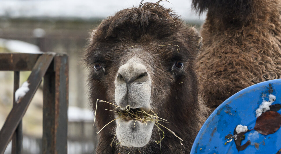 Зима в зоопарке: медведи уснули, слон и жираф снова выходят к публике, а горожан зовут на новогоднюю акцию (фото)