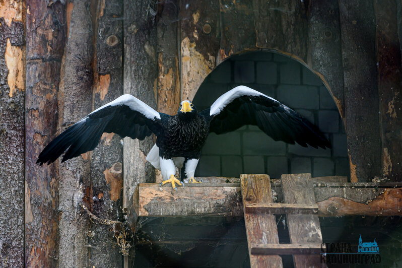 Зима в зоопарке: медведи уснули, слон и жираф снова выходят к публике, а горожан зовут на новогоднюю акцию (фото)