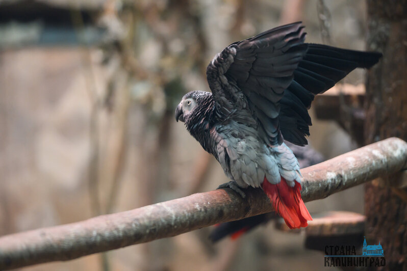 Зима в зоопарке: медведи уснули, слон и жираф снова выходят к публике, а горожан зовут на новогоднюю акцию (фото) | Фото: Александр Мелехов