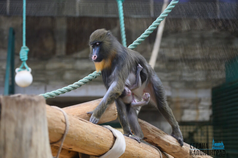 Зима в зоопарке: медведи уснули, слон и жираф снова выходят к публике, а горожан зовут на новогоднюю акцию (фото)