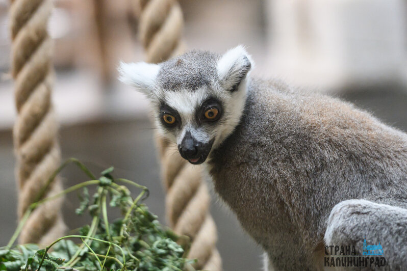Зима в зоопарке: медведи уснули, слон и жираф снова выходят к публике, а горожан зовут на новогоднюю акцию (фото) | Фото: Александр Мелехов