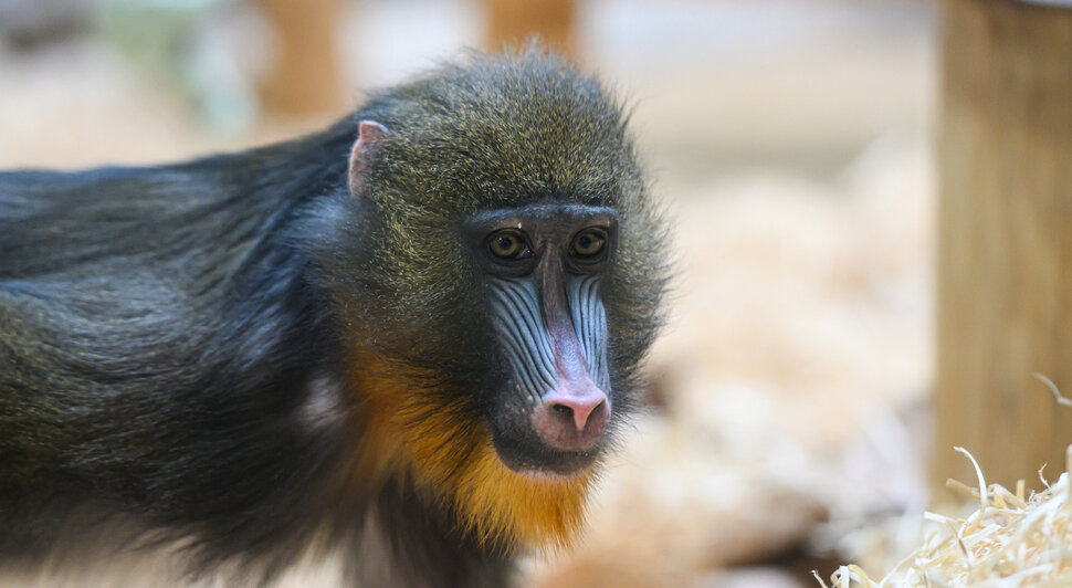 Зима в зоопарке: медведи уснули, слон и жираф снова выходят к публике, а горожан зовут на новогоднюю акцию (фото)