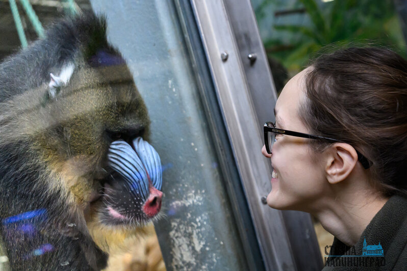 Зима в зоопарке: медведи уснули, слон и жираф снова выходят к публике, а горожан зовут на новогоднюю акцию (фото)
