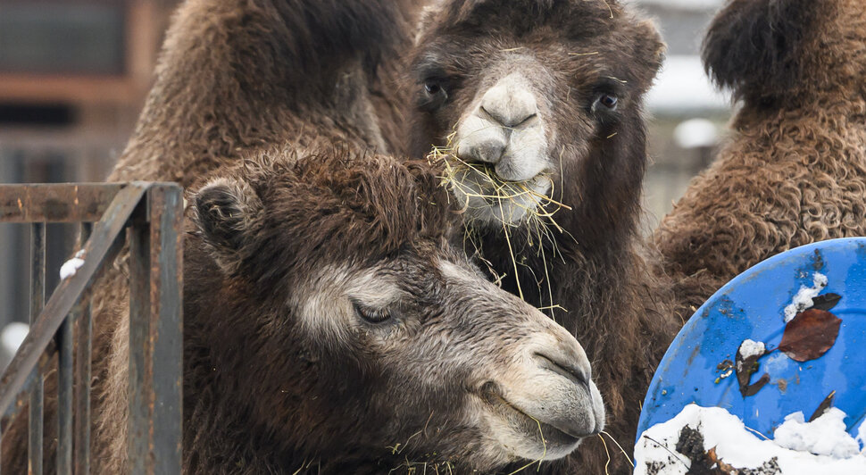 Зима в зоопарке: медведи уснули, слон и жираф снова выходят к публике, а горожан зовут на новогоднюю акцию (фото)