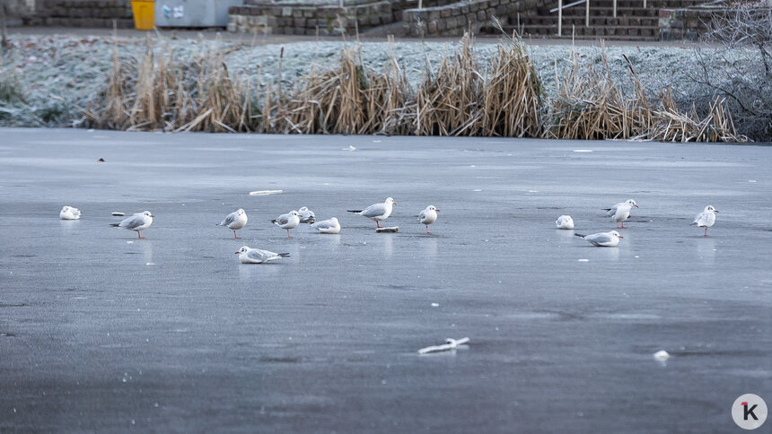 Погода в Калининграде и области в воскресенье - Новости Калининграда | Фото: Александр Подгорчук / «Клопс»