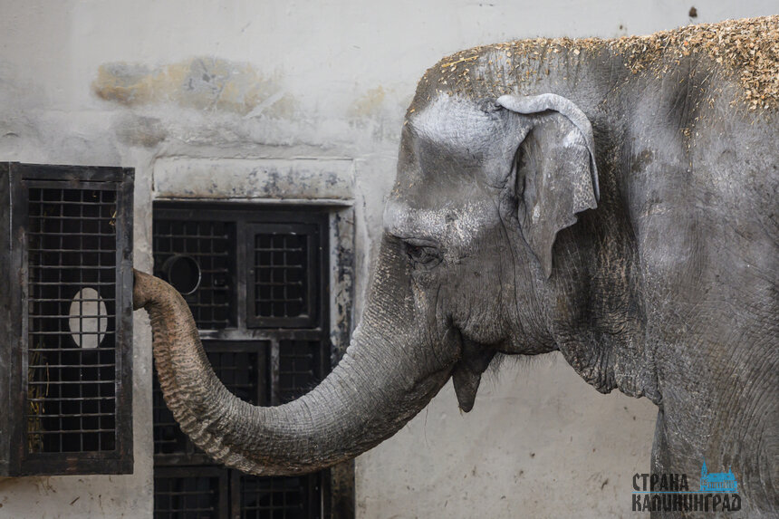Показательное кормление Преголи проходит по субботам и воскресеньям в 15:00. | Фото: Александр Мелехов