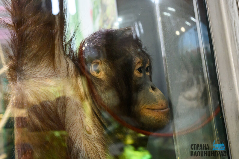 Зима в зоопарке: медведи уснули, слон и жираф снова выходят к публике, а горожан зовут на новогоднюю акцию (фото)