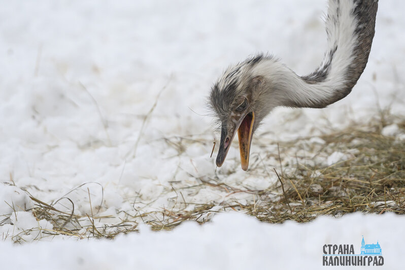 Зима в зоопарке: медведи уснули, слон и жираф снова выходят к публике, а горожан зовут на новогоднюю акцию (фото)