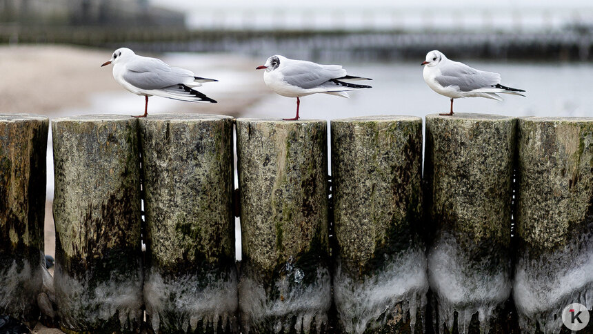 Морось и гололёд: погода в Калининградской области в воскресенье, 30 ноября   - Новости Калининграда | Фото: Александр Подгорчук / Архив «Клопс»