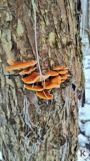 В Гурьевском районе грибники набрали ведёрки заснеженных опят (фото)   - Новости Калининграда | Фото: Николай Смирнов