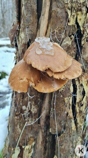 В Гурьевском районе грибники набрали ведёрки заснеженных опят (фото)   - Новости Калининграда | Фото: Николай Смирнов