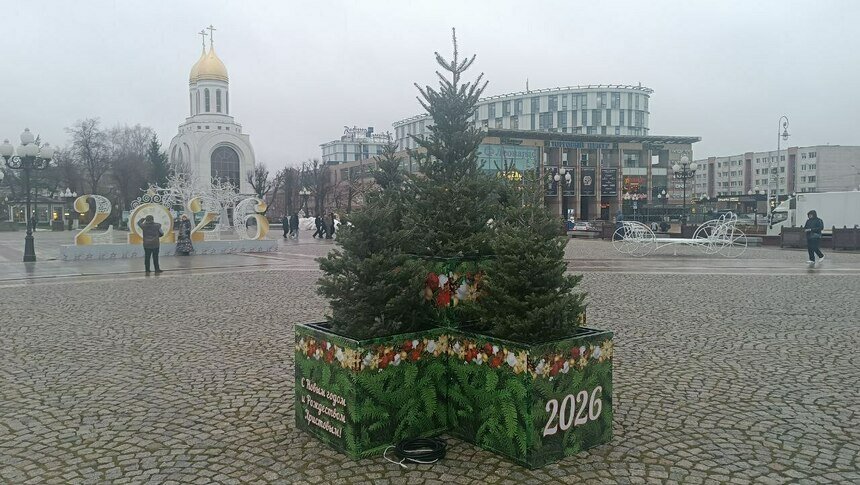 Пихты на площади - уже традиция.  | Фото: пресс-служба администрации Калининграда