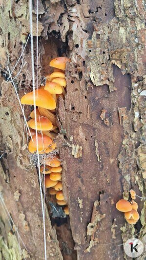 В Гурьевском районе грибники набрали ведёрки заснеженных опят (фото)   - Новости Калининграда | Фото: Николай Смирнов