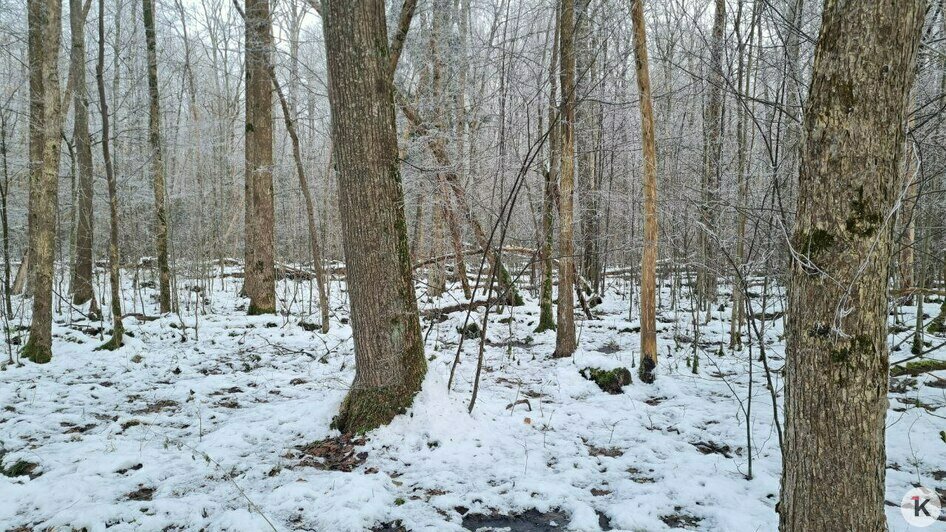 В Гурьевском районе грибники набрали ведёрки заснеженных опят (фото)   - Новости Калининграда | Фото: Николай Смирнов