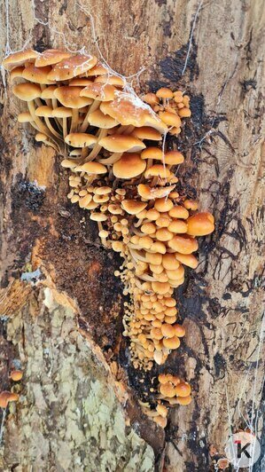 В Гурьевском районе грибники набрали ведёрки заснеженных опят (фото)   - Новости Калининграда | Фото: Николай Смирнов