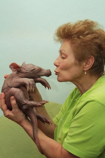 626 граммов милоты: Калининградский зоопарк показал детский альбом трубкозуба - Новости Калининграда | Фото: пресс-служба зоопарка Екатеринбурга