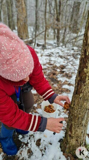 В Гурьевском районе грибники набрали ведёрки заснеженных опят (фото)   - Новости Калининграда | Фото: Николай Смирнов