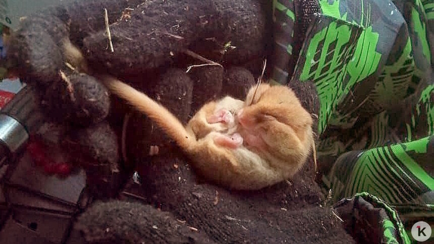 В посёлке под Багратионовском случайно разбудили от спячки крошечного грызуна — орешниковую соню (фото)   - Новости Калининграда | Фото: Татьяна