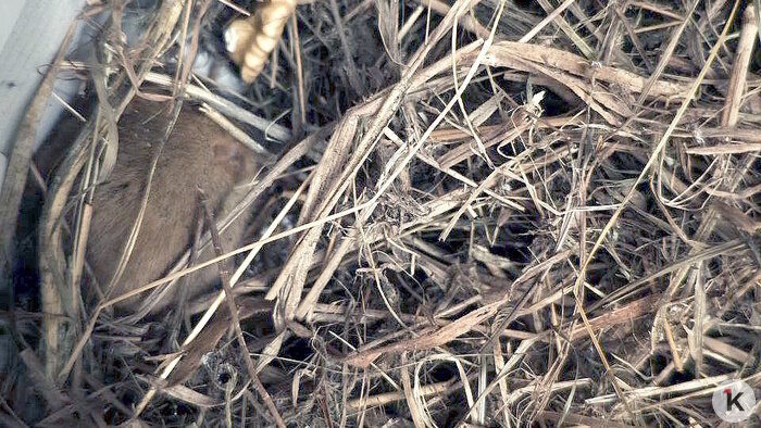 В посёлке под Багратионовском случайно разбудили от спячки крошечного грызуна — орешниковую соню (фото)   - Новости Калининграда | Фото: Татьяна 