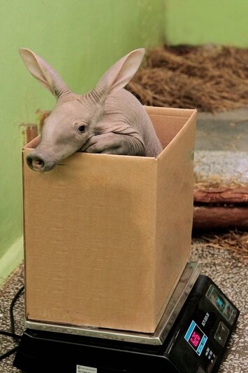 626 граммов милоты: Калининградский зоопарк показал детский альбом трубкозуба - Новости Калининграда | Фото: пресс-служба зоопарка Екатеринбурга