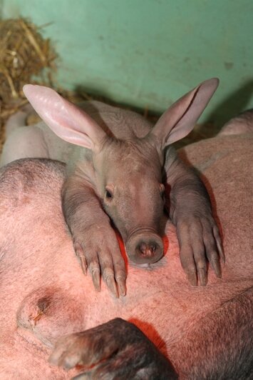 626 граммов милоты: Калининградский зоопарк показал детский альбом трубкозуба - Новости Калининграда | Фото: пресс-служба зоопарка Екатеринбурга