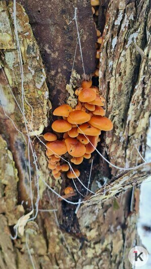 В Гурьевском районе грибники набрали ведёрки заснеженных опят (фото)   - Новости Калининграда | Фото: Николай Смирнов