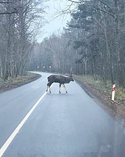 На Куршской косе рядом с Королевским бором водитель легковушки насмерть сбил лося  - Новости Калининграда | Фото: телеграм-канал национального парка «Куршская коса»