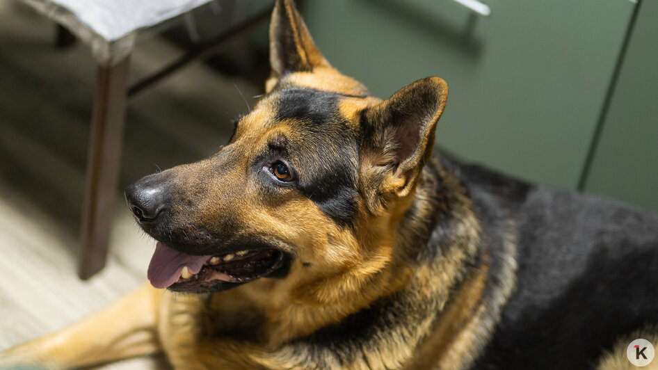 Огромный верный Гром — тоже член семьи | Фото: Александр Подгорчук / «Клопс»
