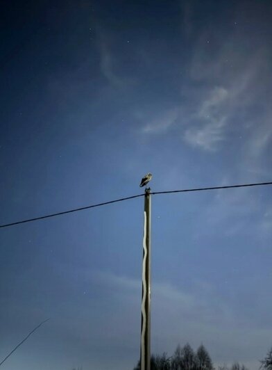 В Гурьевске зимуют два аиста: эксперты объяснили, почему не надо их ловить и спасать (фото) - Новости Калининграда | Фото: «Подслушано Гурьевск» ВКонтакте