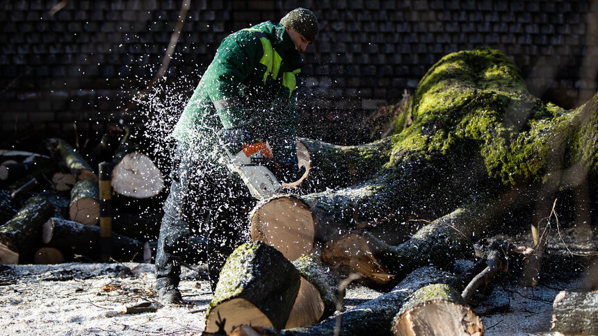 Спиленные при расширении окружной Калининграда деревья пойдут на дрова для востока области - Новости Калининграда | Фото: Александр Подгорчук / Архив «Клопс»