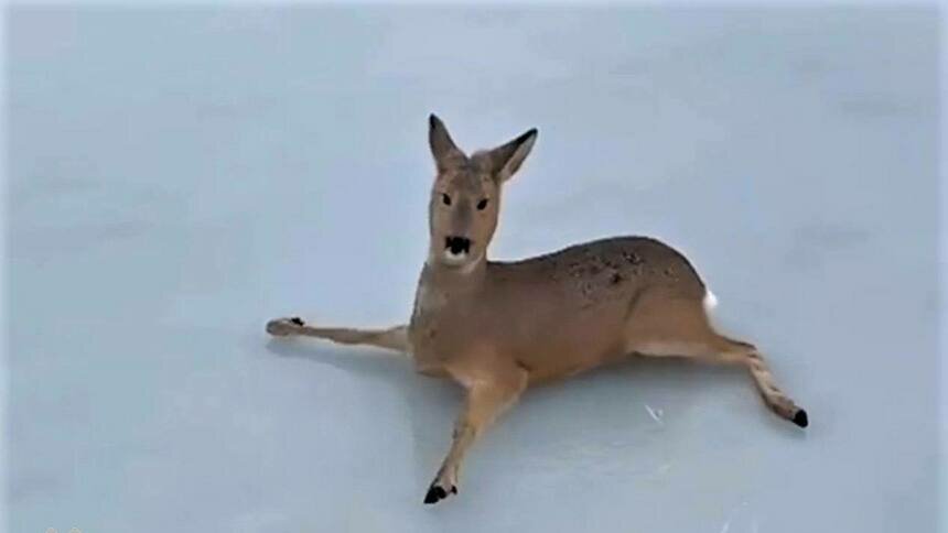 В Новосибирской области спасли более 300 косуль, застрявших на льду озера - Новости Калининграда | Фото: Министерство природы Новосибирской области