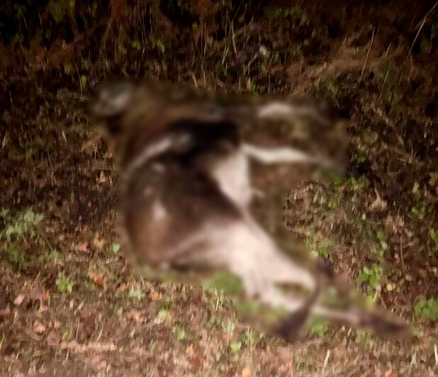 На Куршской косе рядом с Королевским бором водитель легковушки насмерть сбил лося  - Новости Калининграда | Фото: телеграм-канал национального парка «Куршская коса»