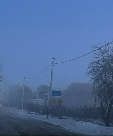 В Гурьевске зимуют два аиста: эксперты объяснили, почему не надо их ловить и спасать (фото) - Новости Калининграда | Фото: «Подслушано Гурьевск» ВКонтакте