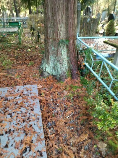 На кладбище в Калининграде огромная ель рухнула на могилы (фото)   - Новости Калининграда | Фото: очевидец