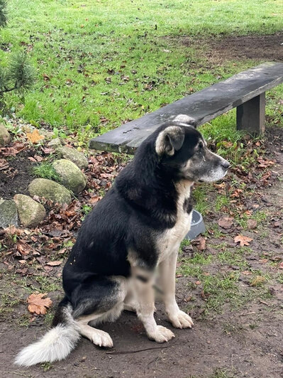 Стрельба в Сараеве: в посёлке Калининградской области собаке повредили лапу    - Новости Калининграда | Фото: Валентина